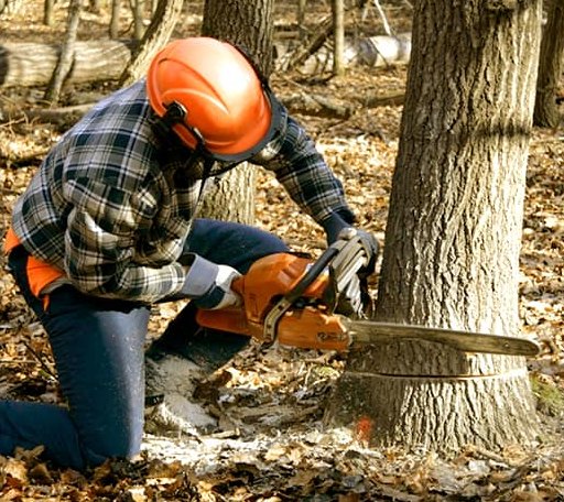 Tree Removal in Teec Nos Pos, AZ